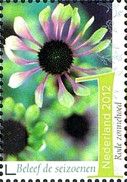 Red Coneflower