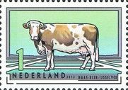 Meuse-Rhine-Ijssel Cattle (Bos primigenius taurus)