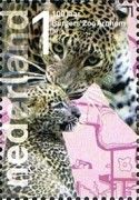 Sri Lankan Leopard (Panthera pardus kotiya)