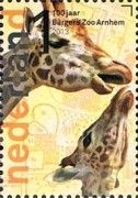Rothschild Giraffe (Giraffa camelopardalis rothschildi)