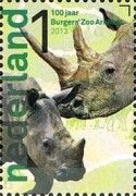 White Rhinoceros (Ceratotherium simum)
