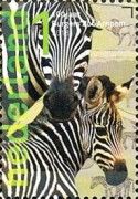 Grant's Zebra (Equus quagga boehmi)