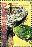 Green Iguana (Iguana iguana)