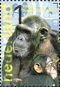 Chimpanzee (Pan troglodytes)