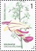 Orchis militaris (Military Orchid)