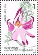 Anacamptis pyramidalis (Pyramidal Orchid)