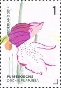 Orchis purpurea (Lady Orchid)