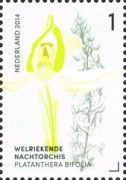 Platanthera bifolia (Lesser Butterfly Orchid)