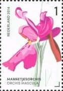 Orchis mascula (Early Purple Orchid)