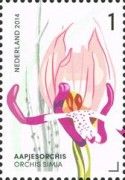 Orchis simia (Monkey Orchid)