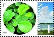 Alder (Alnus glutinosa)