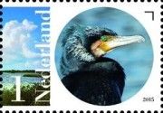 Great Cormorant (Phalacrocorax carbo)