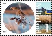 Reed (Phragmites australis)