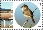 Eurasian Reed Warbler (Acrocephalus scirpaceus)