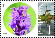 Rietorchis (Dactylorhiza majalis subspecies praetermissa)