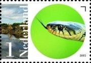 European Grass Snake (Natrix natrix)