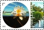 Water Lily (Nymphaea alba)