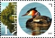 Great Crested Grebe (Podiceps cristatus)