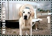 "Guinness" (Canis lupus familiaris)