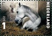 "Isolde" (Equus ferus caballus)