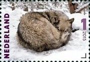 "Taza" (Canis lupus)