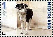 "Tom Tom" (Canis lupus familiaris)