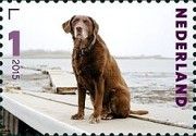 "Moxie" (Canis lupus familiaris)