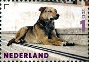 Street dog (Canis lupus familiaris)