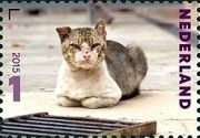 "Kat" (Felis silvestris catus)