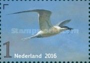 Sandwich Tern (Thalasseus sandvicensis)