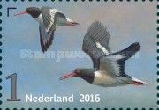 Eurasian Oystercatcher (Haematopus ostralegus)