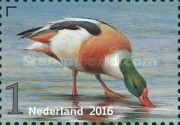 Shelduck (Tadorna tadorna)