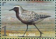 Grey Plover (Pluvialis squatarola)