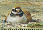 Ringed Plover (Charadrius hiaticula)