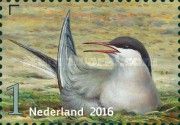 Common Tern (Sterna hirundo)