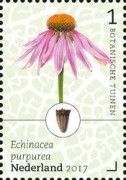 Eastern Purple Coneflower (Echinacea purpurea)