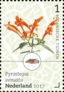 Flame Vine (Pyrostegia venusta)