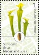 Yellow Pitcherplant (Sarracenia flava)