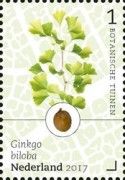 Ginkgo (Ginkgo biloba)