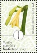Flat-Leaved Vanilla (Vanilla planifolia)