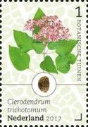 Harlequin Glorybower (Clerodendrum trichotomum)