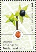 Deadly Nightshade (Atropa belladonna)