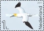 Northern Gannet (Morus bassanus) in the air
