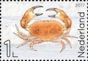 Edible Crab (Cancer pagurus)