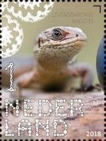 Viviparous Lizard (Zootoca vivipara)