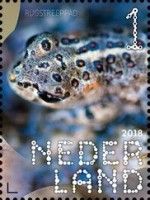 Natterjack Toad (Epidalea calamita)