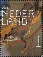 Northern Crested Newt (Triturus cristatus)