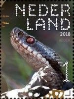 Common Adder (Vipera berus)