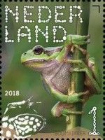European tree Frog (Hyla arborea)