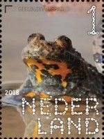 Yellow-bellied Toad (Bombina variegata)